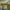 Geltonasis dulkiagraužis - Cteniopus sulphureus | Fotografijos autorius : Žilvinas Pūtys | © Macrogamta.lt | Šis tinklapis priklauso bendruomenei kuri domisi makro fotografija ir fotografuoja gyvąjį makro pasaulį.