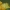 Geltonasis sprindžius - Opisthograptis luteolata | Fotografijos autorius : Žilvinas Pūtys | © Macrogamta.lt | Šis tinklapis priklauso bendruomenei kuri domisi makro fotografija ir fotografuoja gyvąjį makro pasaulį.