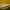 Geltonasis vėlyvis - Xanthia icteritia | Fotografijos autorius : Žilvinas Pūtys | © Macrogamta.lt | Šis tinklapis priklauso bendruomenei kuri domisi makro fotografija ir fotografuoja gyvąjį makro pasaulį.