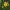 Geltonasis vilkdalgis - Iris pseudacorus | Fotografijos autorius : Gintautas Steiblys | © Macrogamta.lt | Šis tinklapis priklauso bendruomenei kuri domisi makro fotografija ir fotografuoja gyvąjį makro pasaulį.