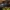 Geltondėmis grybvabalis - Litargus connexus ♀ | Fotografijos autorius : Žilvinas Pūtys | © Macrogamta.lt | Šis tinklapis priklauso bendruomenei kuri domisi makro fotografija ir fotografuoja gyvąjį makro pasaulį.