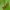Geltonjuostė harpela - Harpella forficella | Fotografijos autorius : Vidas Brazauskas | © Macrogamta.lt | Šis tinklapis priklauso bendruomenei kuri domisi makro fotografija ir fotografuoja gyvąjį makro pasaulį.