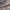 Geltonjuostės harpelos - Harpella forficella vikšras | Fotografijos autorius : Gintautas Steiblys | © Macrogamta.lt | Šis tinklapis priklauso bendruomenei kuri domisi makro fotografija ir fotografuoja gyvąjį makro pasaulį.
