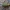 Geltonkojis žalsvažygis - Chlaeniellus nitidulus | Fotografijos autorius : Žilvinas Pūtys | © Macrogamta.lt | Šis tinklapis priklauso bendruomenei kuri domisi makro fotografija ir fotografuoja gyvąjį makro pasaulį.