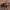 Geltonkraštis vėdryngraužis - Hydrothassa marginella | Fotografijos autorius : Žilvinas Pūtys | © Macrogamta.lt | Šis tinklapis priklauso bendruomenei kuri domisi makro fotografija ir fotografuoja gyvąjį makro pasaulį.