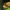 Geltonmargė hesperija - Carterocephalus silvicola ♂ | Fotografijos autorius : Gintautas Steiblys | © Macrogamta.lt | Šis tinklapis priklauso bendruomenei kuri domisi makro fotografija ir fotografuoja gyvąjį makro pasaulį.