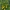Geltonoji tekoma - Tecoma stans | Fotografijos autorius : Nomeda Vėlavičienė | © Macrogamta.lt | Šis tinklapis priklauso bendruomenei kuri domisi makro fotografija ir fotografuoja gyvąjį makro pasaulį.