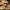 Geltonraudė kelmabudė - Hypholoma lateritium | Fotografijos autorius : Gintautas Steiblys | © Macrogamta.lt | Šis tinklapis priklauso bendruomenei kuri domisi makro fotografija ir fotografuoja gyvąjį makro pasaulį.