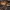Geltonviršė kiškiabudė - Conocybe arrhenii | Fotografijos autorius : Žilvinas Pūtys | © Macrogamta.lt | Šis tinklapis priklauso bendruomenei kuri domisi makro fotografija ir fotografuoja gyvąjį makro pasaulį.