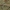 Afrikinis maldininkas - Sphodromantis viridis | Fotografijos autorius : Gintautas Steiblys | © Macrogamta.lt | Šis tinklapis priklauso bendruomenei kuri domisi makro fotografija ir fotografuoja gyvąjį makro pasaulį.