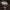 Girinis pievagrybis - Agaricus sylvicola | Fotografijos autorius : Žilvinas Pūtys | © Macrogamta.lt | Šis tinklapis priklauso bendruomenei kuri domisi makro fotografija ir fotografuoja gyvąjį makro pasaulį.