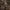 Girinis pievagrybis - Agaricus sylvicola | Fotografijos autorius : Žilvinas Pūtys | © Macrogamta.lt | Šis tinklapis priklauso bendruomenei kuri domisi makro fotografija ir fotografuoja gyvąjį makro pasaulį.