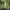 Girinis siūlaūsis - Meconema thalassinum ♀ | Fotografijos autorius : Gintautas Steiblys | © Macrogamta.lt | Šis tinklapis priklauso bendruomenei kuri domisi makro fotografija ir fotografuoja gyvąjį makro pasaulį.