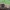 Eglinis tinklūnas - Gloeophyllum abietinum  | Fotografijos autorius : Vytautas Gluoksnis | © Macrogamta.lt | Šis tinklapis priklauso bendruomenei kuri domisi makro fotografija ir fotografuoja gyvąjį makro pasaulį.