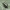 Paprastoji žvilgė - Cochlicopa lubrica | Fotografijos autorius : Vidas Brazauskas | © Macrogamta.lt | Šis tinklapis priklauso bendruomenei kuri domisi makro fotografija ir fotografuoja gyvąjį makro pasaulį.