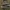 Gluosninė kreivabudė - Pleurotus ostreatus | Fotografijos autorius : Žilvinas Pūtys | © Macrogamta.lt | Šis tinklapis priklauso bendruomenei kuri domisi makro fotografija ir fotografuoja gyvąjį makro pasaulį.