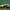 Gluosninis cimbeksas - Cimbex luteus | Fotografijos autorius : Zita Gasiūnaitė | © Macrogamta.lt | Šis tinklapis priklauso bendruomenei kuri domisi makro fotografija ir fotografuoja gyvąjį makro pasaulį.
