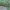 Godinė etmija - Ethmia bipunctella, vikšras | Fotografijos autorius : Gintautas Steiblys | © Macrogamta.lt | Šis tinklapis priklauso bendruomenei kuri domisi makro fotografija ir fotografuoja gyvąjį makro pasaulį.