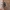 Tinkliškasis žvilguolis - Neon reticulatus ♂subadult | Fotografijos autorius : Gintautas Steiblys | © Macrogamta.lt | Šis tinklapis priklauso bendruomenei kuri domisi makro fotografija ir fotografuoja gyvąjį makro pasaulį.