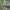 Grūdinis pelėdgalvis - Apamea sordens | Fotografijos autorius : Žilvinas Pūtys | © Macrogamta.lt | Šis tinklapis priklauso bendruomenei kuri domisi makro fotografija ir fotografuoja gyvąjį makro pasaulį.