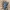 Grakštusis puošniažygis - Carabus intricatus | Fotografijos autorius : Gintautas Steiblys | © Macrogamta.lt | Šis tinklapis priklauso bendruomenei kuri domisi makro fotografija ir fotografuoja gyvąjį makro pasaulį.