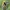 Didžioji zvimbeklė  - Bombylius major ♀ | Fotografijos autorius : Žilvinas Pūtys | © Macronature.eu | Macro photography web site