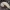 Pilkasis pelėdgalvis - Polia nebulosa, vikšras | Fotografijos autorius : Kazimieras Martinaitis | © Macronature.eu | Macro photography web site