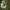 Griežtinis baltukas - Pieris napi | Fotografijos autorius : Gintautas Steiblys | © Macrogamta.lt | Šis tinklapis priklauso bendruomenei kuri domisi makro fotografija ir fotografuoja gyvąjį makro pasaulį.