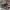 Paprastasis slampūnėlis - Trochosa terricola ♂ | Fotografijos autorius : Žilvinas Pūtys | © Macronature.eu | Macro photography web site