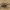 Paprastasis slampūnėlis - Trochosa terricola | Fotografijos autorius : Agnė Našlėnienė | © Macrogamta.lt | Šis tinklapis priklauso bendruomenei kuri domisi makro fotografija ir fotografuoja gyvąjį makro pasaulį.