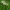 Rausvataškės šalmabudės - Mycena zephirus | Fotografijos autorius : Gintautas Steiblys | © Macrogamta.lt | Šis tinklapis priklauso bendruomenei kuri domisi makro fotografija ir fotografuoja gyvąjį makro pasaulį.