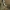 Pėdinė šalmabudė - Mycena stylobates | Fotografijos autorius : Vidas Brazauskas | © Macrogamta.lt | Šis tinklapis priklauso bendruomenei kuri domisi makro fotografija ir fotografuoja gyvąjį makro pasaulį.
