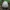 Rašalinis mėšlagrybis - Coprinopsis atramentaria | Fotografijos autorius : Gintautas Steiblys | © Macrogamta.lt | Šis tinklapis priklauso bendruomenei kuri domisi makro fotografija ir fotografuoja gyvąjį makro pasaulį.