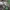 Rašalinis mėšlagrybis - Coprinopsis atramentaria | Fotografijos autorius : Gintautas Steiblys | © Macrogamta.lt | Šis tinklapis priklauso bendruomenei kuri domisi makro fotografija ir fotografuoja gyvąjį makro pasaulį.