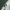 Grybas - Leptosphaeria acuta | Fotografijos autorius : Vidas Brazauskas | © Macrogamta.lt | Šis tinklapis priklauso bendruomenei kuri domisi makro fotografija ir fotografuoja gyvąjį makro pasaulį.