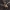 Grybas - Polycephalomyces cf. ramosus | Fotografijos autorius : Žilvinas Pūtys | © Macrogamta.lt | Šis tinklapis priklauso bendruomenei kuri domisi makro fotografija ir fotografuoja gyvąjį makro pasaulį.