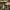 Valgomasis nuosėdis - Cortinarius praestans | Fotografijos autorius : Žilvinas Pūtys | © Macrogamta.lt | Šis tinklapis priklauso bendruomenei kuri domisi makro fotografija ir fotografuoja gyvąjį makro pasaulį.
