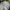  	  Pilkšvarudis baltikas - Tricholoma gausapatum | Fotografijos autorius : Vidas Brazauskas | © Macrogamta.lt | Šis tinklapis priklauso bendruomenei kuri domisi makro fotografija ir fotografuoja gyvąjį makro pasaulį.