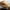 Vėlyvoji šalmabudė - Mycena tintinnabulum | Fotografijos autorius : Ramunė Vakarė | © Macrogamta.lt | Šis tinklapis priklauso bendruomenei kuri domisi makro fotografija ir fotografuoja gyvąjį makro pasaulį.