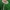 Gelsvarudė musmirė - Amanita fulva | Fotografijos autorius : Gintautas Steiblys | © Macrogamta.lt | Šis tinklapis priklauso bendruomenei kuri domisi makro fotografija ir fotografuoja gyvąjį makro pasaulį.