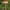 Gelsvarudė musmirė - Amanita  cf. fulva | Fotografijos autorius : Gintautas Steiblys | © Macrogamta.lt | Šis tinklapis priklauso bendruomenei kuri domisi makro fotografija ir fotografuoja gyvąjį makro pasaulį.