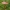 Gelsvarudė musmirė - Amanita  cf. fulva | Fotografijos autorius : Gintautas Steiblys | © Macrogamta.lt | Šis tinklapis priklauso bendruomenei kuri domisi makro fotografija ir fotografuoja gyvąjį makro pasaulį.