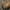 Gelsvasis šakniagrybis - Rhizopogon luteolus | Fotografijos autorius : Gintautas Steiblys | © Macrogamta.lt | Šis tinklapis priklauso bendruomenei kuri domisi makro fotografija ir fotografuoja gyvąjį makro pasaulį.