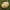 Gelsvasis šakniagrybis - Rhizopogon luteolus | Fotografijos autorius : Gintautas Steiblys | © Macrogamta.lt | Šis tinklapis priklauso bendruomenei kuri domisi makro fotografija ir fotografuoja gyvąjį makro pasaulį.
