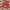 Skydelinė blakstienutė - Scutellinia scutellata | Fotografijos autorius : Gintautas Steiblys | © Macrogamta.lt | Šis tinklapis priklauso bendruomenei kuri domisi makro fotografija ir fotografuoja gyvąjį makro pasaulį.