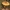 Raudongalvis baltikenis - Tricholomopsis rutilans | Fotografijos autorius : Gintautas Steiblys | © Macrogamta.lt | Šis tinklapis priklauso bendruomenei kuri domisi makro fotografija ir fotografuoja gyvąjį makro pasaulį.