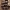 Purpurinis plutainis - Chondrostereum purpureum | Fotografijos autorius : Vidas Brazauskas | © Macrogamta.lt | Šis tinklapis priklauso bendruomenei kuri domisi makro fotografija ir fotografuoja gyvąjį makro pasaulį.