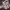 Purpurinis plutainis - Chondrostereum purpureum | Fotografijos autorius : Ramunė Vakarė | © Macrogamta.lt | Šis tinklapis priklauso bendruomenei kuri domisi makro fotografija ir fotografuoja gyvąjį makro pasaulį.
