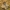 Vasarinis baravykas - Boletus reticulatus | Fotografijos autorius : Ramunė Vakarė | © Macrogamta.lt | Šis tinklapis priklauso bendruomenei kuri domisi makro fotografija ir fotografuoja gyvąjį makro pasaulį.