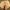 Pavasarinis minkštūnis - Melanoleuca cognata | Fotografijos autorius : Ramunė Vakarė | © Macrogamta.lt | Šis tinklapis priklauso bendruomenei kuri domisi makro fotografija ir fotografuoja gyvąjį makro pasaulį.